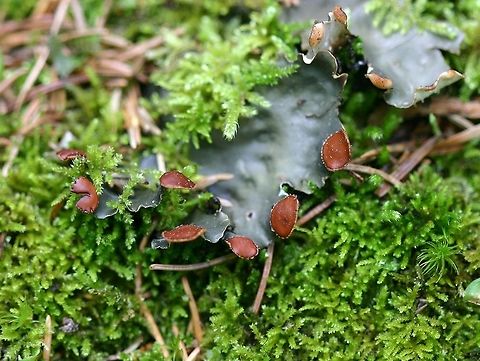 Peltigera horizontalis Peltigera horizontalis growing on feather mosses on the north side of a low rock outcrop in a mixed quaking aspen and white pine species forest. Echo Trail,Geotagged,Maude Lake,Minnesota,Peltigera,Peltigera horizontalis,Peltigeraceae,Summer,United States,dimpled pelt lichen,flat-fruited pelt lichen,lichens,moss