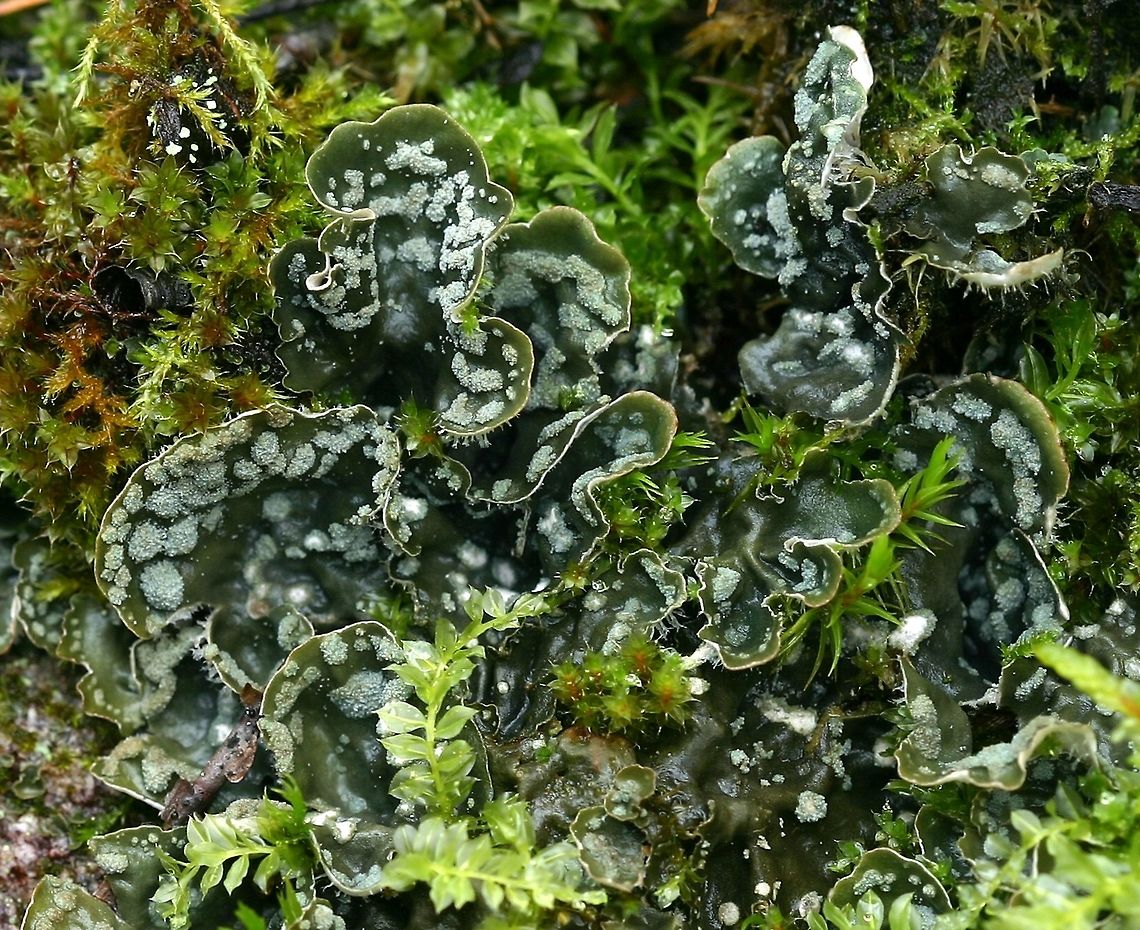 Peltigera didactyla Peltigera didactyla, a lichen, growing on a moist mossy rock outcrop near Echo Lake in Minnesota. The cottony puffs are laminar soralia and a key to identifying this species. Apothecia, when present, are marginal, brown, oblong, saddle-shaped and erect. Echo Lake,Echo Trail,Geotagged,Minnesota,Peltigera,Peltigera didactyla,Peltigeraceae,Summer,United States,lichens