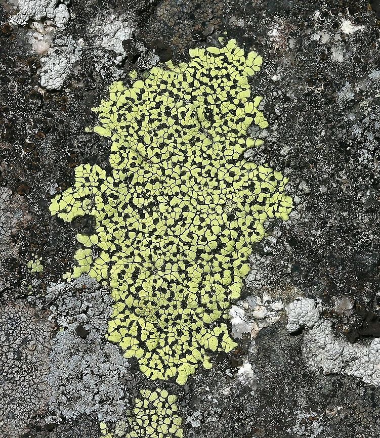 Rhizocarpon geographicum Rhizocarpon geographicum growing on an exposed granitic (not true granite but a metamorphic rock with similar minerals) outcrop near Echo Lake in Minnesota. Echo Lake,Geotagged,Minnesota,Rhizocarpaceae,Rhizocarpon geographicum,Summer,United States,lichens,map lichen,rock outcrop