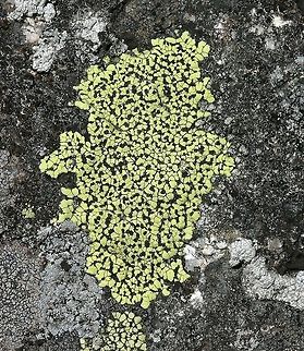 Rhizocarpon geographicum Rhizocarpon geographicum growing on an exposed granitic (not true granite but a metamorphic rock with similar minerals) outcrop near Echo Lake in Minnesota. Echo Lake,Geotagged,Minnesota,Rhizocarpaceae,Rhizocarpon geographicum,Summer,United States,lichens,map lichen,rock outcrop