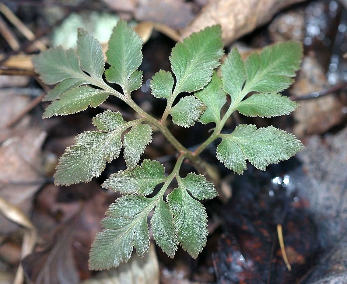 Sceptridium dissectum forma obliquum Sceptridium dissectum forma obliquum (the non-skeletonized leaf form) growing at the edge of an old field reverting to forest. The leaf margins on this individual are a little more denticulate than usual. Botrychium,Fall,Geotagged,Minnesota,Ophioglossaceae,Ophioglossales,Polypodiopsida,Sceptridium,Sceptridium dissectum,Sceptridium dissectum forma obliquum,United States,dissectum,eusporangiate ferns,ferns,forest,grapeferns,plants