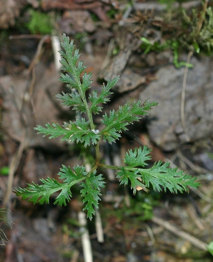 Sceptridium dissectum forma dissectum Sceptridium dissectum forma dissectum in partial shade in an old field reverting to mixed deciduous-evergreen northern mesic forest. Skeletonized leaf form of the species. The fronds are semi-evergreen and new fronds appear in late summer making this a frond of the previous year that has survived intact through the winter. Botrychium,Geotagged,Minnesota,Ophioglossaceae,Ophioglossales,Polypodiopsida,Sceptridium,Sceptridium dissectum,Sceptridium dissectum forma dissectum,Spring,United States,dissectum,eusporangiate ferns,ferns,forest,grapeferns,plants