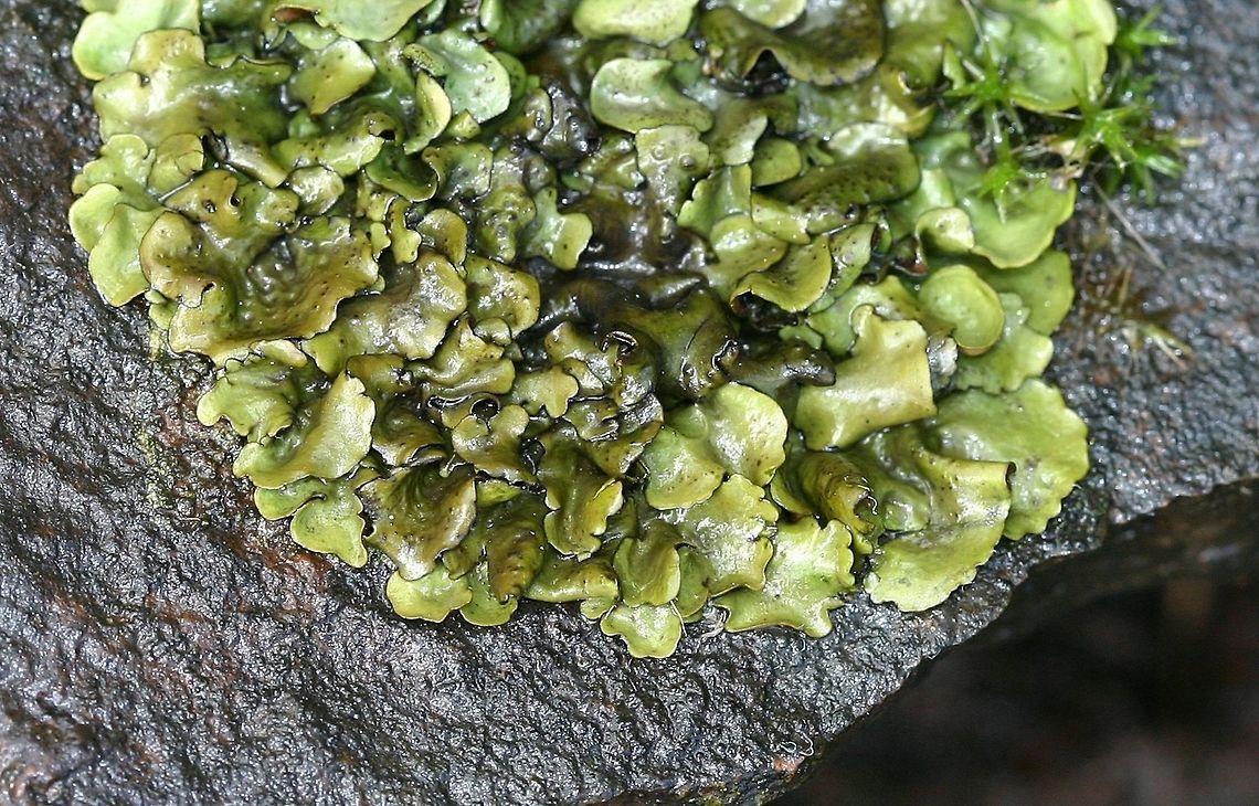 Dermatocarpon luridum Dermatocarpon luridum on wet rocks (basalt) in the splash zone along the Brule River in northern Minnesota. Dermatocarpon luridum is tolerant of occasional submerging under water and grows on rocks along freshwater river and lake margins.<br />
<br />
"Dermatocarpon luridum is a common species in seepages and brooks in the temperate zone of both Europe and North America." <a href="http://lichenportal.org/portal/taxa/index.php?taxon=56440" rel="nofollow">http://lichenportal.org/portal/taxa/index.php?taxon=56440</a> Brule River,Dermatocarpon luridum,Geotagged,Minnesota,Spring,United States,lakes,lichen,rivers,rocks,stippleback lichen