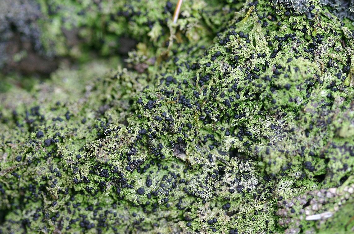Bilimbia sabuletorum Bilimbia sabuletorum growing on mosses in a white cedar swamp in northern Minnesota.<br />
<br />
<a href="https://mushroomobserver.org/104265" rel="nofollow">https://mushroomobserver.org/104265</a><br />
<br />
<a href="http://lichenportal.org/portal/taxa/index.php?taxon=53148" rel="nofollow">http://lichenportal.org/portal/taxa/index.php?taxon=53148</a><br />
 Bilimbia,Bilimbia sabuletorum,Geotagged,Minnesota,Summer,United States,black apothecia,green lichen,lichens,wetlands,white cedar swamp
