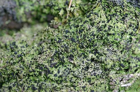 Bilimbia sabuletorum Bilimbia sabuletorum growing on mosses in a white cedar swamp in northern Minnesota.

https://mushroomobserver.org/104265

http://lichenportal.org/portal/taxa/index.php?taxon=53148
 Bilimbia,Bilimbia sabuletorum,Geotagged,Minnesota,Summer,United States,black apothecia,green lichen,lichens,wetlands,white cedar swamp