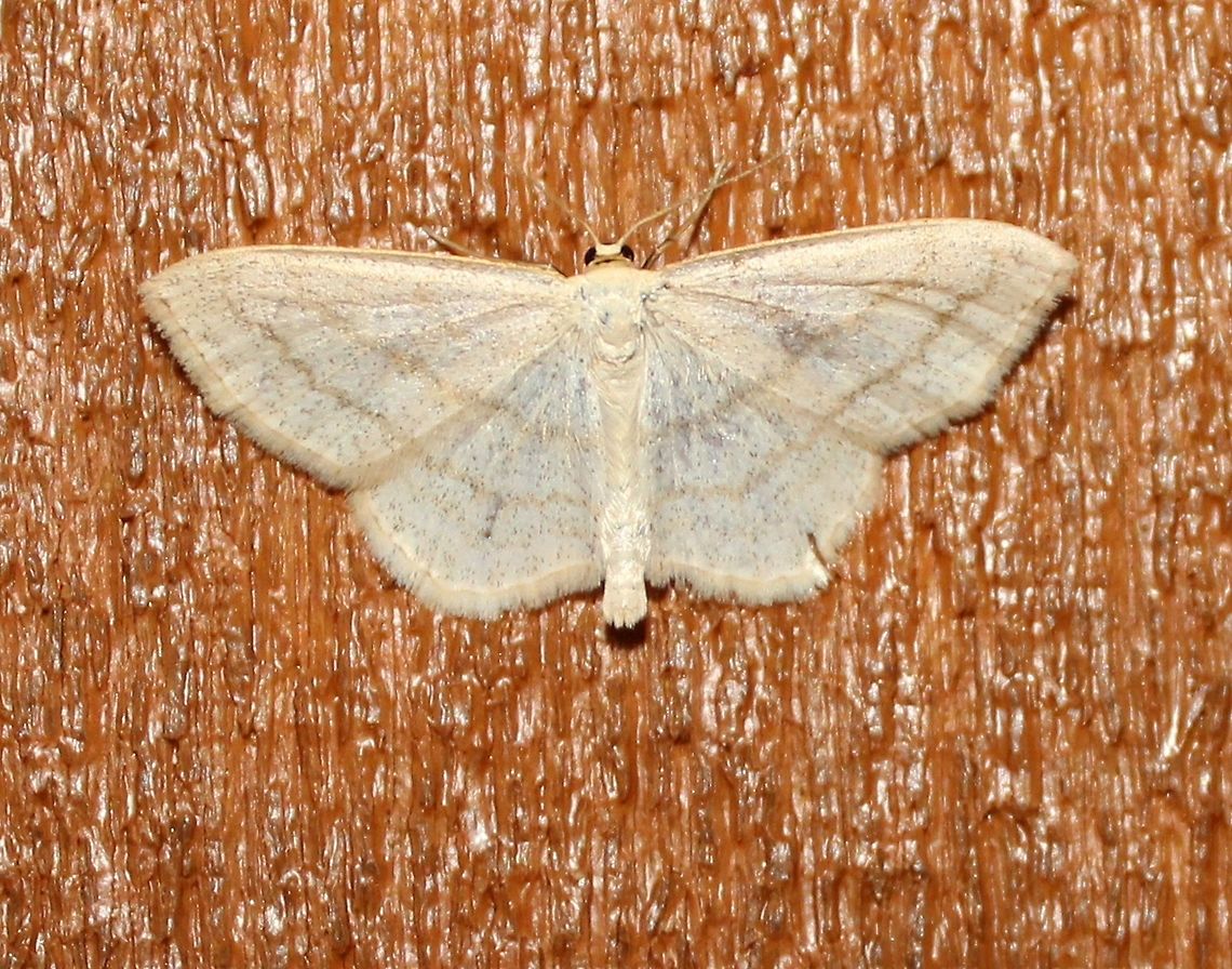 Scopula junctaria Scopula junctaria (Simple Wave Moth). Attracted to an incandescent porch light. Geometridae,Geotagged,Lepidoptera,Scopula junctaria,Simple wave,Summer,United States,moth,simple wave