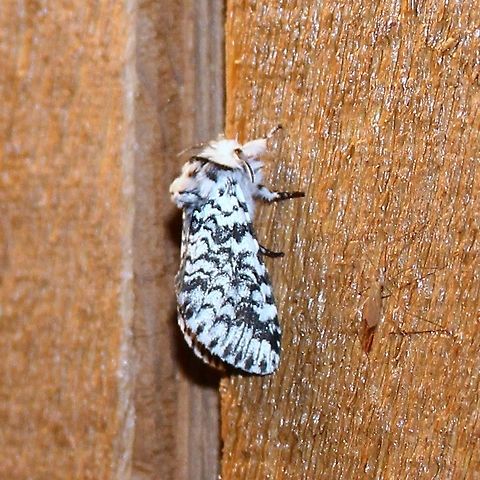Tecmessa scitiscripta Tecmessa scitiscripta (Black-etched Prominent Moth). Attracted to my porch using an incandescent bulb. This is one of about 290 moth species I photographed in 2018 using an ordinary light bulb to attract them. I wonder what I will see this coming summer when I begin using a UV light? Black-etched prominent,Cerura scitiscripta,Geotagged,Lepidoptera,Minnesota,Spring,Tecmessa scitiscripta,United States,moth