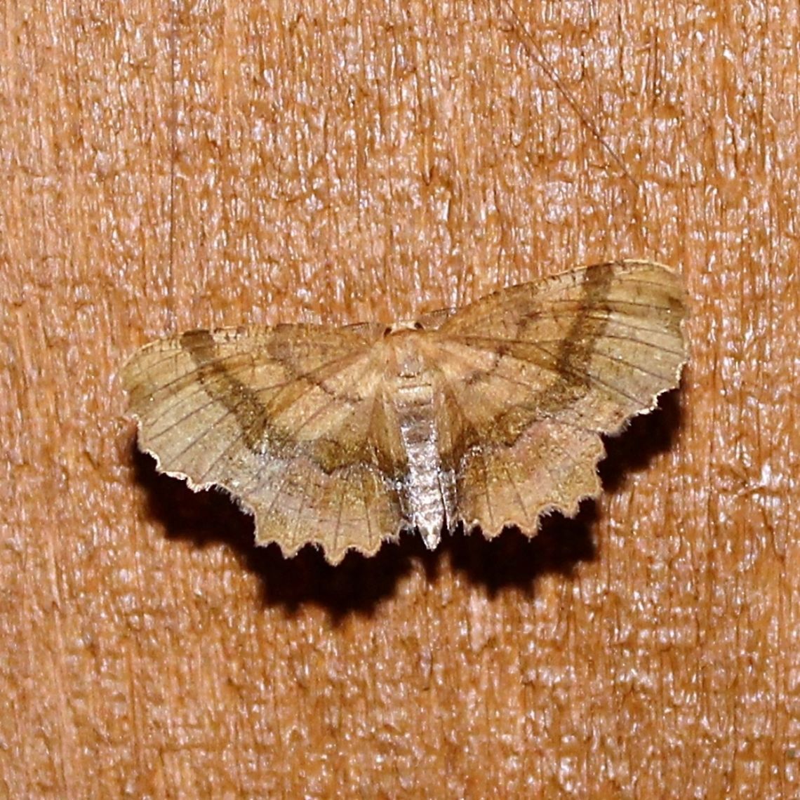 Cepphis armataria Cepphis armataria (Scallop Moth) Cepphis armataria,Geotagged,Lepidoptera,Minnesota,Summer,United States,armataria,insects,moth,scallop moth