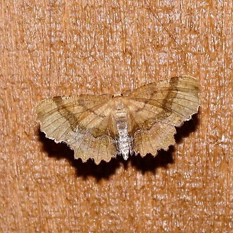 Cepphis armataria Cepphis armataria (Scallop Moth) Cepphis armataria,Geotagged,Lepidoptera,Minnesota,Summer,United States,armataria,insects,moth,scallop moth