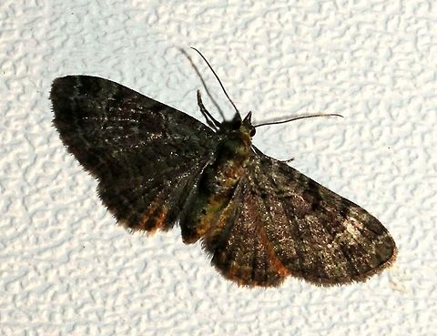 Pasiphila rectangulata Pasiphila rectangulata (Green Pug Moth) Geotagged,Green pug,Lepidoptera,Minnesota,Pasiphila rectangulata,Summer,United States,green pug,moth