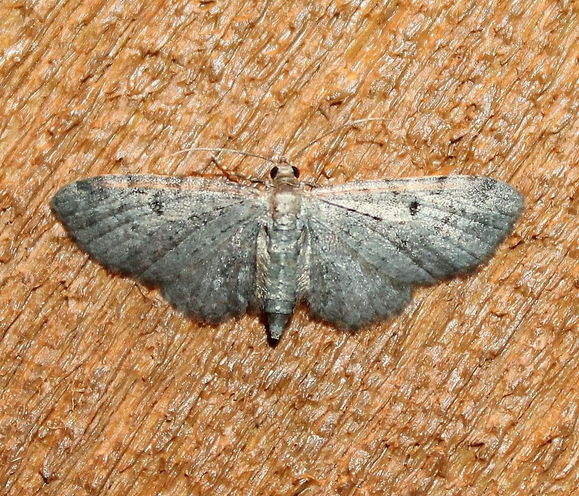Eupithecia miserulata Eupithecia miserulata Eupithecia miserulata,Geotagged,Lepidoptera,Minnesota,Summer,United States,insects,moth,pug moth