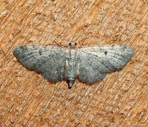 Eupithecia miserulata Eupithecia miserulata Eupithecia miserulata,Geotagged,Lepidoptera,Minnesota,Summer,United States,insects,moth,pug moth