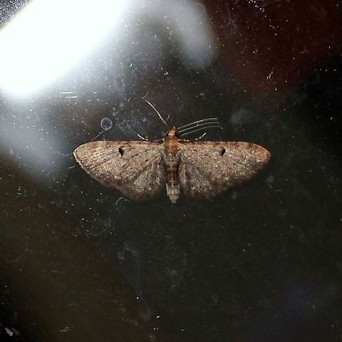 Eupithecia miserulata Eupithecia miserulata Eupithecia miserulata,Geotagged,Lepidoptera,Minnesota,Spring,United States,insects,pug moth