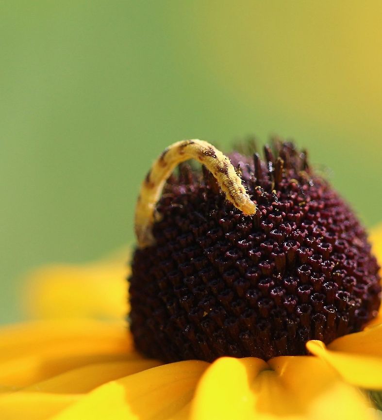 Eupithecia miserulata Eupithecia miserulata caterpillar feeding on the individual florets of a Rudbeckia hirta plant growing in an old field. Eupithecia miserulata,Eupithecia miserulata larva,Geotagged,Lepidoptera,Minnesota,Rudbeckia hirta,Summer,United States,caterpillar,flower,host plant,moth larva