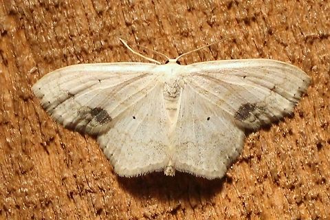 Scopula limboundata Scopula limboundata Geometridae,Geotagged,Large Lace-border,Lepidoptera,Minnesota,Scopula limboundata,Summer,United States,insects,moth