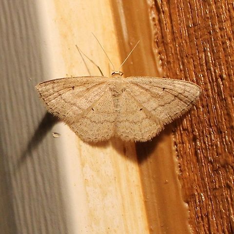 Scopula inductata Scopula inductata (Soft-lined Wave Moth). Tips of hindwings are rounded rather than sharply angled which helps to separate this species from the enucleata form of Scopula limboundata. Geotagged,Lepidoptera,Minnesota,Scopula inductata,Soft-Lined Wave Moth,Spring,United States,enucleata,geometridae,insects,moth