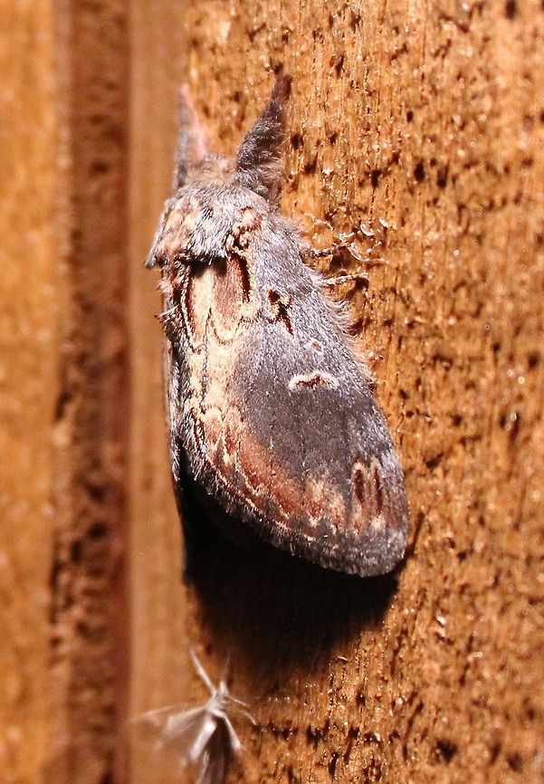 Notodonta scitipennis Notodonta scitipennis (Finned-willow Prominent Moth). Larvae feed on willow (Salix) and poplar (Populus) leaves. Finned-willow Prominent Moth,Geotagged,Lepidoptera,Minnesota,Notodonta scitipennis,Notodontidae,Summer,United States,moth,scitipennis