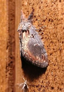 Notodonta scitipennis Notodonta scitipennis (Finned-willow Prominent Moth). Larvae feed on willow (Salix) and poplar (Populus) leaves. Finned-willow Prominent Moth,Geotagged,Lepidoptera,Minnesota,Notodonta scitipennis,Notodontidae,Summer,United States,moth,scitipennis