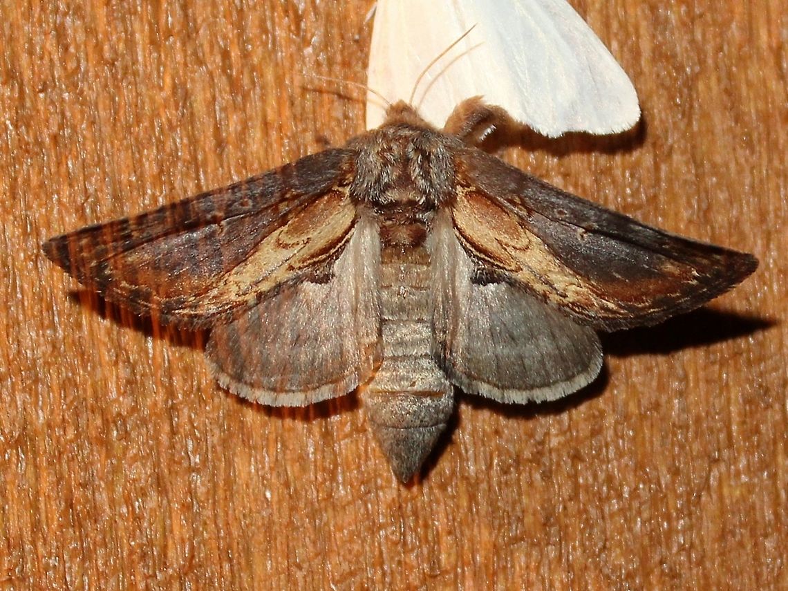 Notodonta scitipennis Notodonta scitipennis (Finned-willow Prominent Moth) just landing on the side of my house. This one appears to be a female with eggs. Larvae feed on willow (Salix) and poplar (Populus) leaves. Finned-willow Prominent Moth,Geotagged,Lepidoptera,Minnesota,Notodonta scitipennis,Notodontidae,Summer,United States,moth,scitipennis