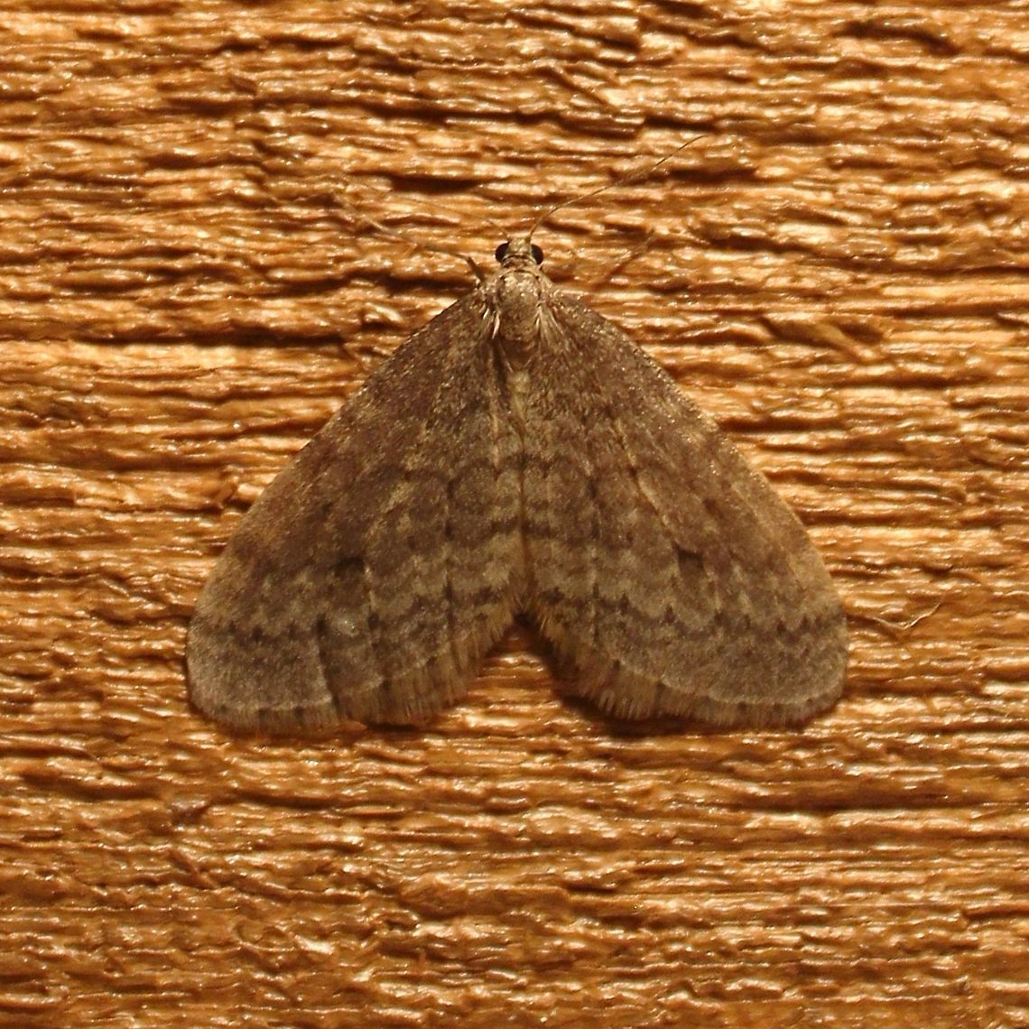 Operophtera bruceata Operophtera bruceata attracted to an incandescent porch light. The daytime high was 45 degrees F and the evening low was 37 degrees F. Bruce Spanworm Moth,Fall,Geotagged,Lepidoptera,Minnesota,Operophtera bruceata,United States,autumn moths,moth