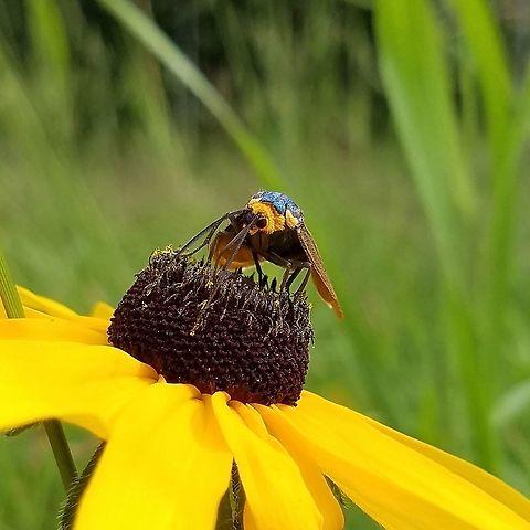 Ctenucha virginica Ctenucha virginica (Virginia Ctenucha) nectaring on Rudbeckia hirta flower. Ctenucha virginica,Geotagged,Insects,Lepidoptera,Minnesota,Rudbeckia hirta,Summer,United States,Virginia Ctenucha,moth,wasp mimic