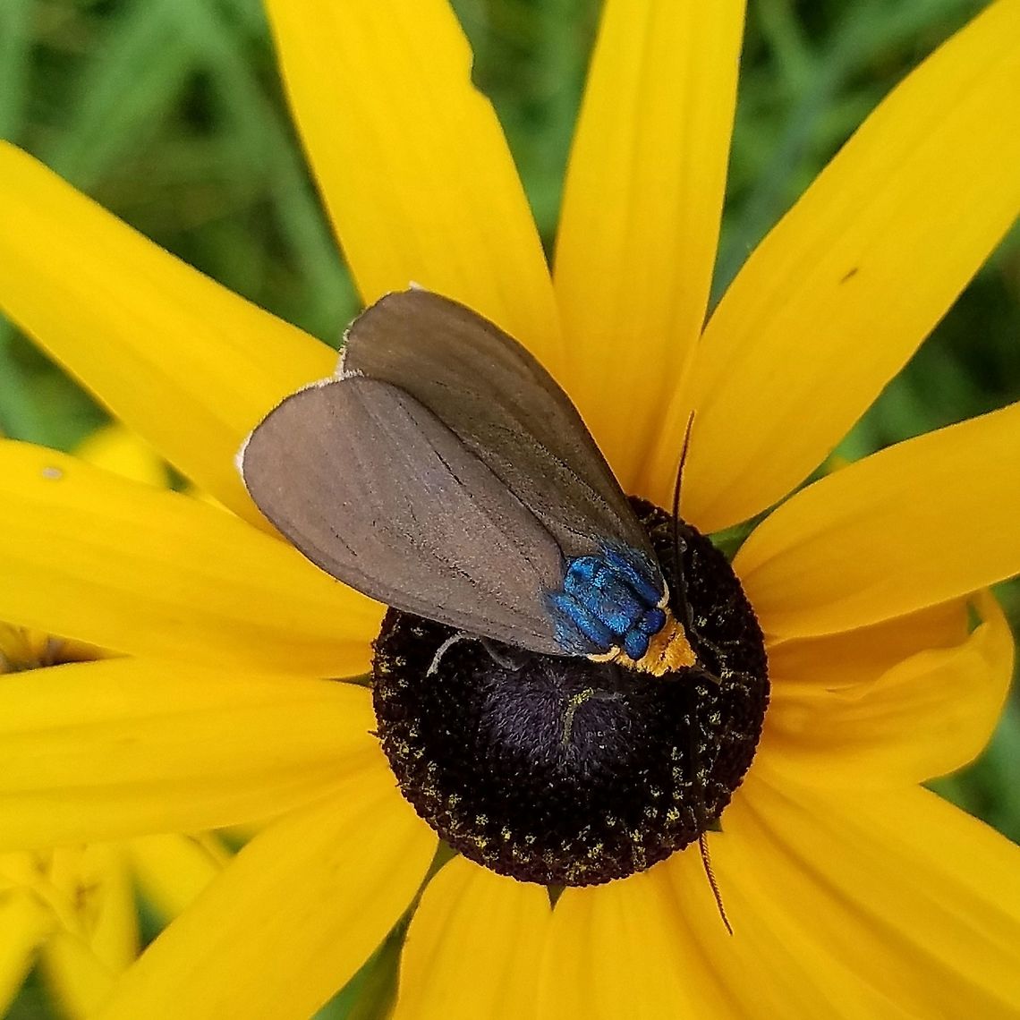 Ctenucha virginica Ctenucha virginica (Virginia Ctenucha) nectaring on Rudbeckia hirta flower. Ctenucha virginica,Geotagged,Summer,United States,Virginia Ctenucha