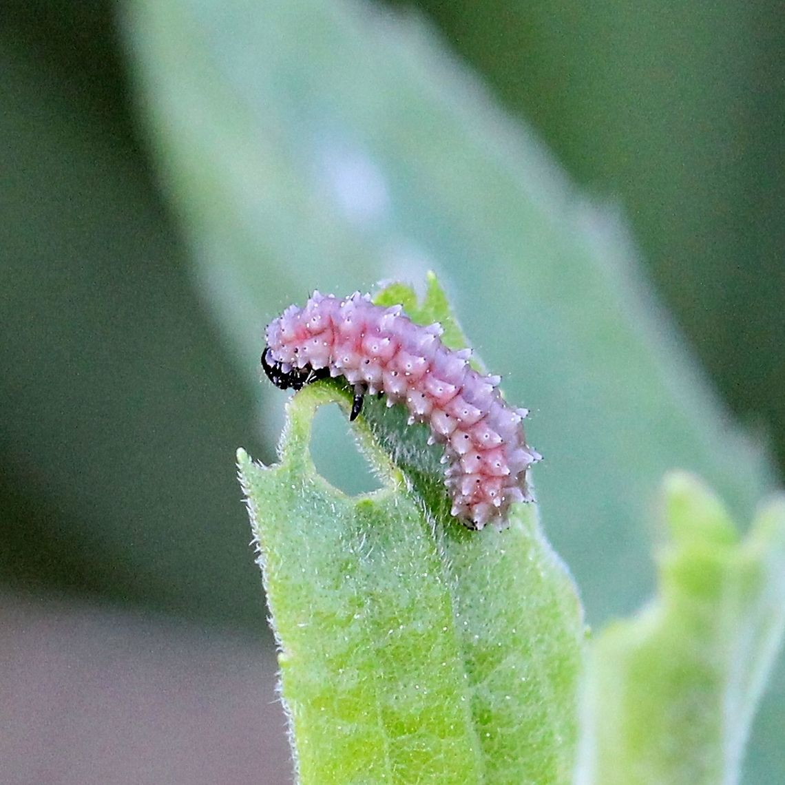Chrysomelidae (Leaf Beetles) larva Chrysomelidae (Leaf Beetles) larva eating the leaf of Tall Goldenrod (Solidago altissima). Chrysomelidae larva,Disonycha,Geotagged,Leaf Beetles,Solidago altissima,Spring,Tall Goldenrod,United States,beetle larva,larva,tubercles,unidentified