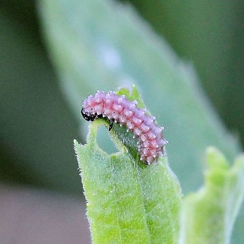 Chrysomelidae (Leaf Beetles) larva Chrysomelidae (Leaf Beetles) larva eating the leaf of Tall Goldenrod (Solidago altissima). Chrysomelidae larva,Disonycha,Geotagged,Leaf Beetles,Solidago altissima,Spring,Tall Goldenrod,United States,beetle larva,larva,tubercles,unidentified