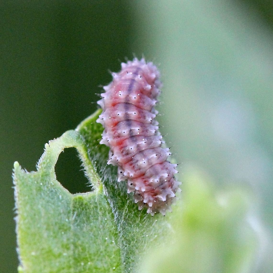 Chrysomelidae (Leaf Beetles) larva Chrysomelidae (Leaf Beetles) larva eating the leaf of Tall Goldenrod (Solidago altissima). A different view of the one at <figure class="photo"><a href="https://www.jungledragon.com/image/75086/chrysomelidae_leaf_beetles_larva.html" title="Chrysomelidae (Leaf Beetles) larva"><img src="https://s3.amazonaws.com/media.jungledragon.com/images/3383/75086_thumb.JPG?AWSAccessKeyId=05GMT0V3GWVNE7GGM1R2&Expires=1765411210&Signature=wTGqnVpKZ7f0ENeOpcxh2YKzQW8%3D" width="200" height="200" alt="Chrysomelidae (Leaf Beetles) larva Chrysomelidae (Leaf Beetles) larva eating the leaf of Tall Goldenrod (Solidago altissima). Chrysomelidae larva,Disonycha,Geotagged,Leaf Beetles,Solidago altissima,Spring,Tall Goldenrod,United States,beetle larva,larva,tubercles,unidentified" /></a></figure> Chrysomelidae larva,Disonycha,Geotagged,Leaf Beetles,Solidago altissima,Spring,Tall Goldenrod,United States,beetle larva,larva,tubercles,unidentified