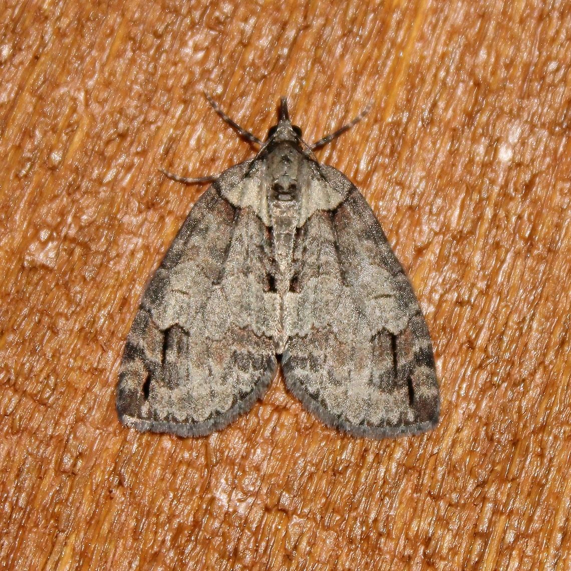 Hydriomena ruberata Hydriomena ruberata (Ruddy Highflyer Moth). There are reddish-brown markings below the AM line and PM line which seem to agree with descriptions and photos from various sources. Species identity confirmed at BAMONA <a href="https://www.butterfliesandmoths.org/sighting_details/1199468" rel="nofollow">https://www.butterfliesandmoths.org/sighting_details/1199468</a><br />
<br />
<a href="https://bugguide.net/node/view/46792" rel="nofollow">https://bugguide.net/node/view/46792</a><br />
<br />
<a href="http://mothphotographersgroup.msstate.edu/species.php?hodges=7254" rel="nofollow">http://mothphotographersgroup.msstate.edu/species.php?hodges=7254</a><br />
<br />
<a href="https://en.wikipedia.org/wiki/Hydriomena_ruberata" rel="nofollow">https://en.wikipedia.org/wiki/Hydriomena_ruberata</a> Geotagged,Hydriomena ruberata,Ruddy highflyer,Spring,United States