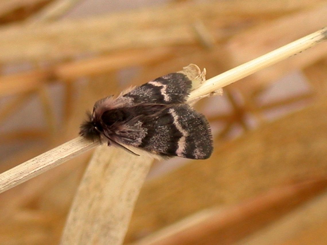 Leucobrephos brephoides Leucobrephos brephoides (Scarce Infant Moth). My camera at the time did not have its date and time settings activated but I saw this moth on March 30, 2003. It was a cold day with temperatures between 30 and 40 degrees F. Snow was still on the ground in many places and the marsh where this moth was resting was beginning to flood.<br />
<br />
Not a common moth species and I have not seen it since even though I make efforts each spring to find it. Larval food plants include willows (Salix) and poplars (Populus) both of which are abundant here. Also birch (Betula) and alder (Alnus). It is thought the larvae feed on the catkins of these species in their early instar stages.<br />
<br />
The Life-history of Leucobrephos brephoides Walk. (Lepidoptera). Arthur Gibson and Norman Criddle (1916). The Canadian Entomologist Volume 48, Issue 4, pp. 133-138.<br />
<br />
<a href="http://mothphotographersgroup.msstate.edu/species.php?hodges=6257" rel="nofollow">http://mothphotographersgroup.msstate.edu/species.php?hodges=6257</a><br />
<br />
<a href="https://en.wikipedia.org/wiki/Leucobrephos_brephoides" rel="nofollow">https://en.wikipedia.org/wiki/Leucobrephos_brephoides</a> Geotagged,Lepidoptera,Leucobrephos brephoides,Minnesota,Rare species,Scarce Infant Moth,Scarce infant moth,United States,early spring moth,moth