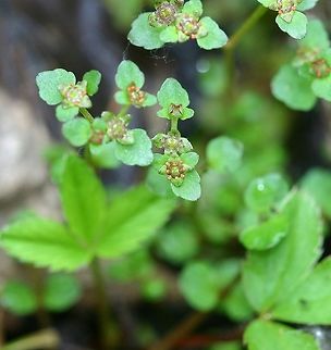 Chrysosplenium americanum Chrysosplenium americanum (American Golden Saxifrage) in bloom. This species typically grows in seeps, wet woods, and shallow streams. Here, it is growing in a seep at the edge of a black ash swamp. American Golden Saxifrage,Chrysosplenium americanum,Geotagged,Golden saxifrage,Spring,United States,Wetlands,black ash swamp,seeps