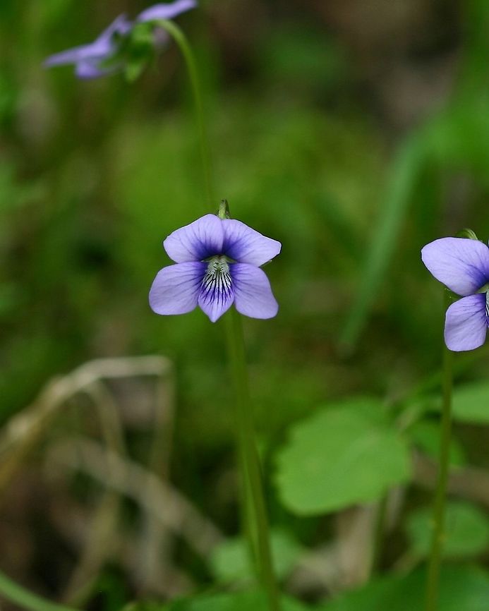 Viola cucullata Viola cucullata (Marsh Blue Violet) in flower. This species typically grows in full sun to partial shade along seeps, in wet woods, and sedge meadows. Here, it is growing in a seep at the edge of a black ash swamp.<br />
<br />
The flowers and general plant form of Viola cucullata resemble Viola nephrophylla (Northern Bog Violet) but it has short club-tipped hairs on the inside of the lateral petals while Viola nephrophylla has hairs that come to a point. Telling them apart by leaves only is not so easy. Geotagged,Marsh Blue Violet,Spring,United States,Viola cucullata,black ash swamp,blue violet,cucullata,seeps,violet,wetlands
