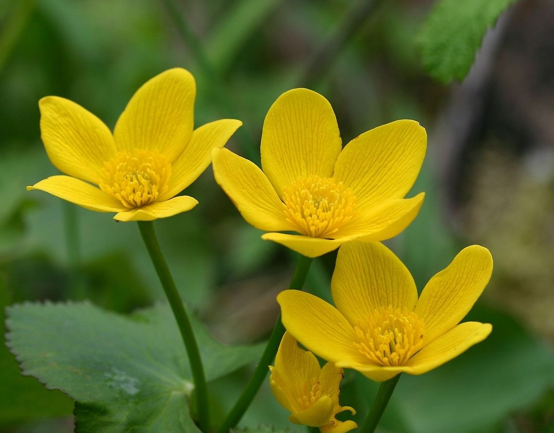 Caltha palustris Caltha palustris (Marsh Marigold) growing in a seep at the edge of a black ash swamp. Caltha palustris,Geotagged,Marsh-marigold,Minnesota,Spring,United States,black ash swamp,seep,wetlands