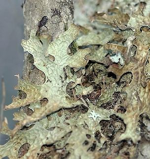 Lobaria pulmonaria Lobaria pulmonaria (Tree Lungwort Lichen) growing on a black ash (Fraxinus nigra) tree in a hardwood swamp. Fraxinus nigra,Geotagged,Lobaria pulmonaria,Tree lungwort,United States,Winter,black ash,black ash swamp,hardwood swamp,lungwort lichen