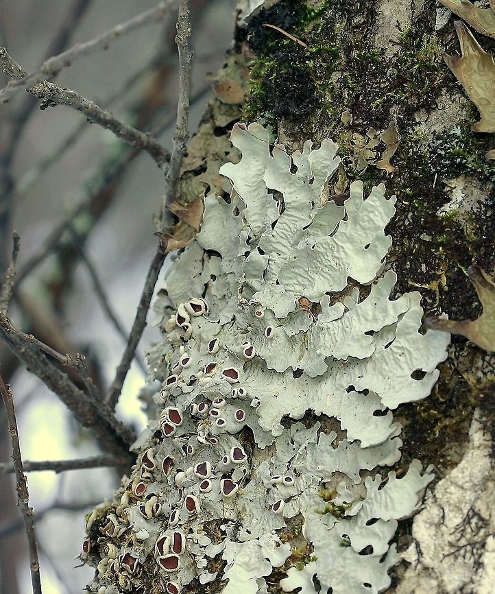 Lobaria quercizans Lobaria quercizans (Smooth Lungwort) growing on a black ash tree. I&#039;m not sure why this species is named &quot;Smooth Lungwort&quot; when the surface is definitely corrugated. Fraxinus nigra,Geotagged,Lobaria quercizans,Smooth lungwort,United States,Winter,black ash,lichens