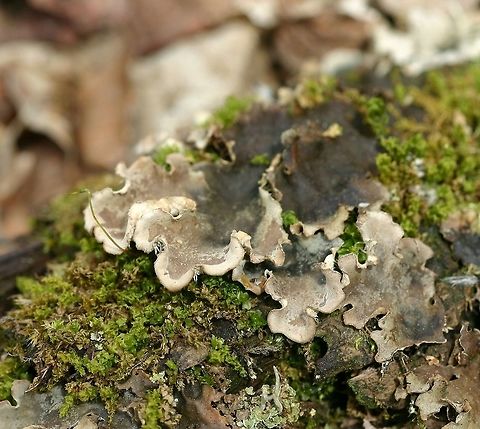 Peltigera canina Peltigera canina (Dog Lichen) growing with mosses on a well-decomposed log in a sunny opening in the forest. Dog lichen,Geotagged,Minnesota,Peltigera,Peltigera canina,Spring,United States,forest,lichen,pelt lichen
