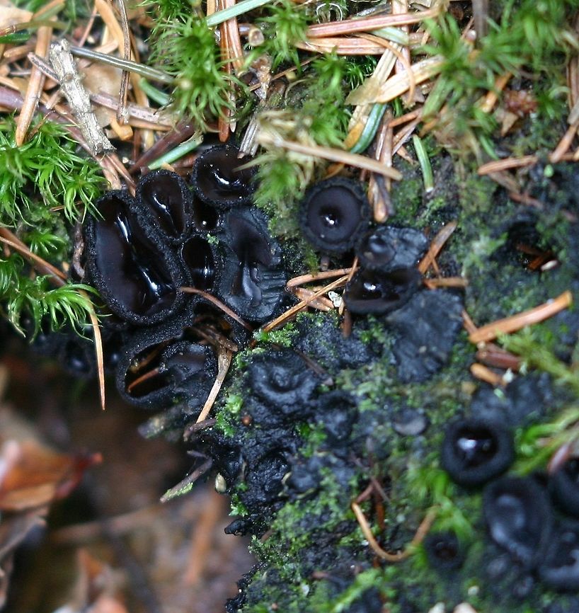 Pseudoplectania nigrella Pseudoplectania nigrella, (Ebony Cup Fungus) growing in mossy soil under balsam fir and black spruce. The exterior of cup is covered in matted hairs. Ebony cup,Geotagged,Pseudoplectania nigrella,Spring,United States,ascomycete,black fungus,cup fungus,fungus