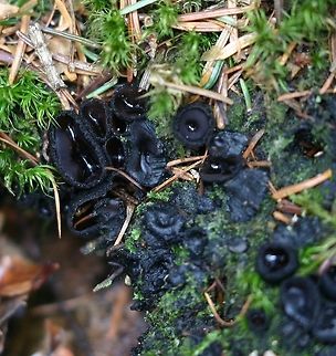 Pseudoplectania nigrella Pseudoplectania nigrella, (Ebony Cup Fungus) growing in mossy soil under balsam fir and black spruce. The exterior of cup is covered in matted hairs. Ebony cup,Geotagged,Pseudoplectania nigrella,Spring,United States,ascomycete,black fungus,cup fungus,fungus