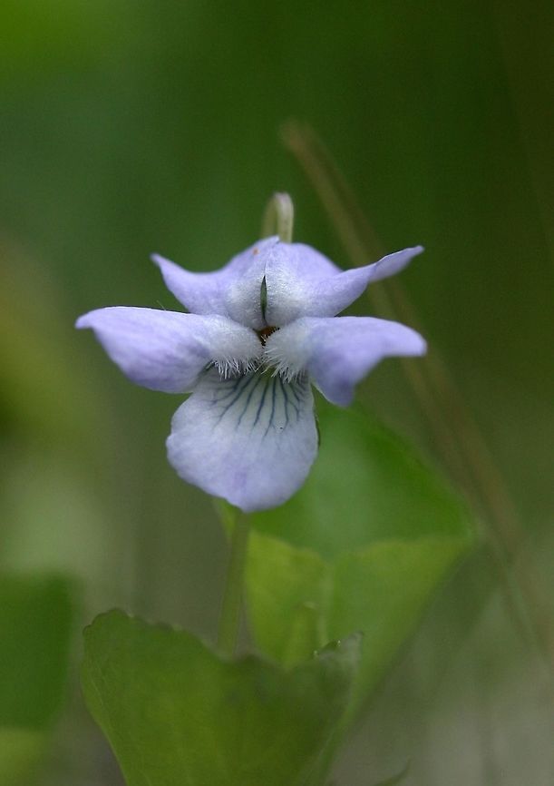Viola labradorica Viola labradorica (syn. Viola conspersa) flower. Growing in light shade where trees are slowly filling in an opening in the woods. Geotagged,Minnesota,Spring,United States,Viola conspersa,Viola labradorica,plant,vascular plant,violet