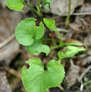 Viola labradorica Viola labradorica leaves of plant shown in https://www.jungledragon.com/image/75117/viola_labradorica.html Geotagged,Spring,United States,Viola labradorica
