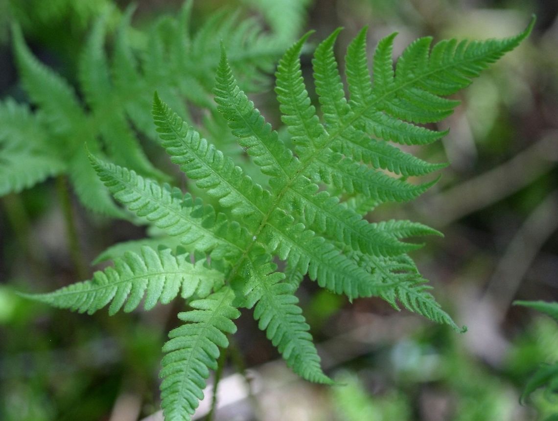 Phegopteris connectilis Phegopteris connectilis (beech fern) growing in a mixed mesic conifer-hardwoods forest near a vernal pond. Formed a large colony. Geotagged,Phegopteris connectilis,Spring,United States,connectilis,long beech fern,narrow beech fern,northern beech fern