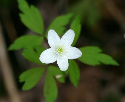 Anemone quinquefolia Anemone quinquefolia (Woodland Anemone) growing in a mixed mesic conifer-hardwoods forest near a vernal pond. Anemone quinquefolia,Anemonoides quinquefolia,Geotagged,Minnesota,Spring,United States,Wood Anemone,Wood anemone,woodland anemone