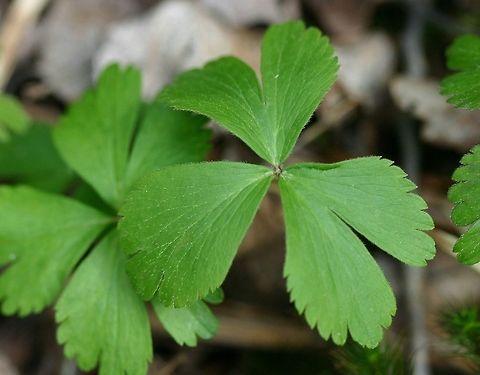 Anemone quinquefolia Leaves of sterile Anemone quinquefolia near https://www.jungledragon.com/image/75123 Anemone quinquefolia,Anemonoides quinquefolia,Geotagged,Minnesota,Spring,United States,Wood Anemone,Wood anemone,woodland anemone