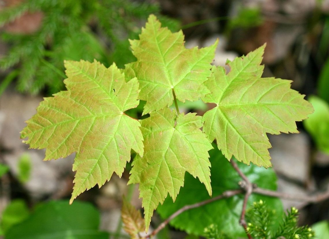 Acer rubrum Small plant of Acer rubrum in a mesic mixed conifer-hardwood forest. Acer rubrum,Geotagged,Red Maple,Spring,United States