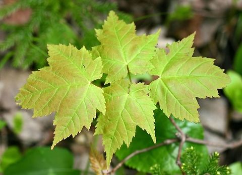 Acer rubrum Small plant of Acer rubrum in a mesic mixed conifer-hardwood forest. Acer rubrum,Geotagged,Red Maple,Spring,United States
