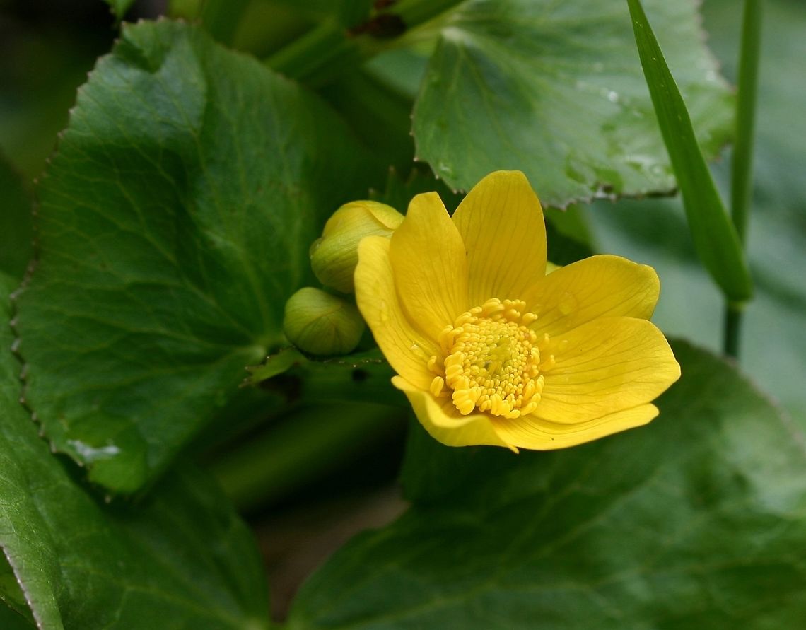 Caltha palustris Caltha palustris growing in an alder swamp thicket. Closer view of <a href="https://www.jungledragon.com/image/75127" rel="nofollow">https://www.jungledragon.com/image/75127</a> Caltha palustris,Geotagged,Marsh-marigold,Spring,United States