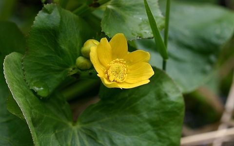 Caltha palustris Caltha palustris growing in an alder swamp thicket. Caltha palustris,Geotagged,Marsh-marigold,Spring,United States