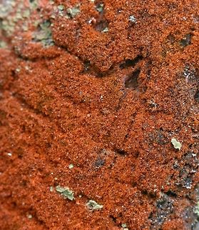 Trentepohlia aurea Trentepohlia aurea growing on the decorticated root surface of an upturned tamarack in a swamp. Chlorophyta,Geotagged,Minnesota,Spring,Trentepohlia,Trentepohlia aurea,United States,alga,algae