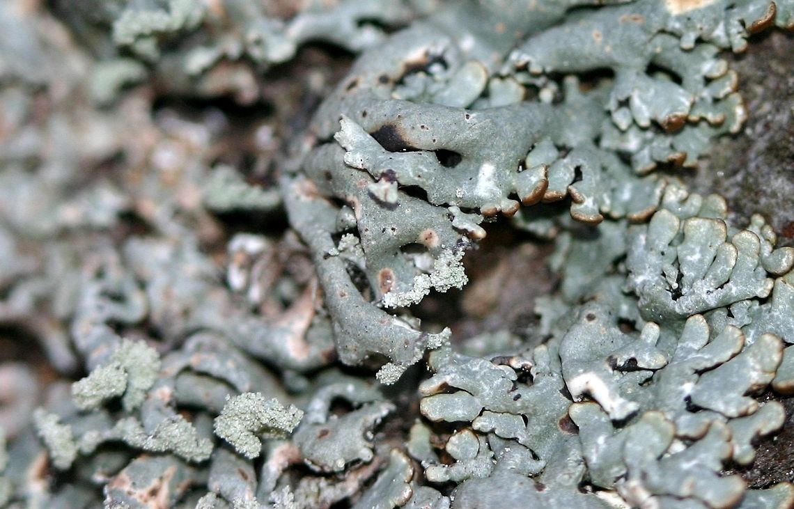 Hypogymnia physodes Hypogymnia physodes (Hooded Tube Lichen) on a black spruce branch. This is not the same species as Hypogymnia tubulosa.<br />
<br />
<a href="http://lichenportal.org/portal/taxa/index.php?tid=54412&amp;taxauthid=1&amp;clid=0" rel="nofollow">http://lichenportal.org/portal/taxa/index.php?tid=54412&amp;taxauthid=1&amp;clid=0</a> Geotagged,Hooded Bone Lichen,Hooded Tube Lichen,Hypogymnia physodes,Hypogymnia tubulosa,Minnesota,Spring,Tube Lichen,United States,lichen,tube lichen
